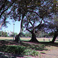 The four trees