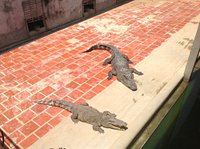 Sad and inhumane - Review of Crocodile Farm, Siem Reap, Cambodia -  Tripadvisor