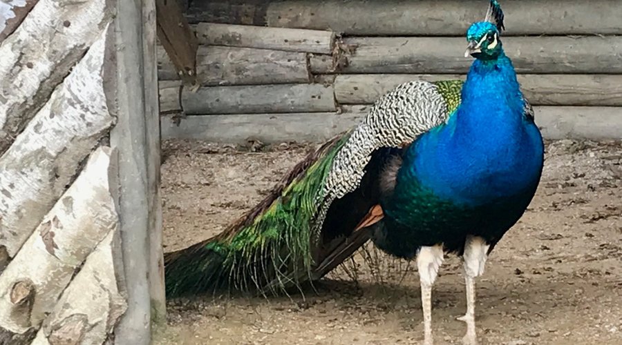 Peacock