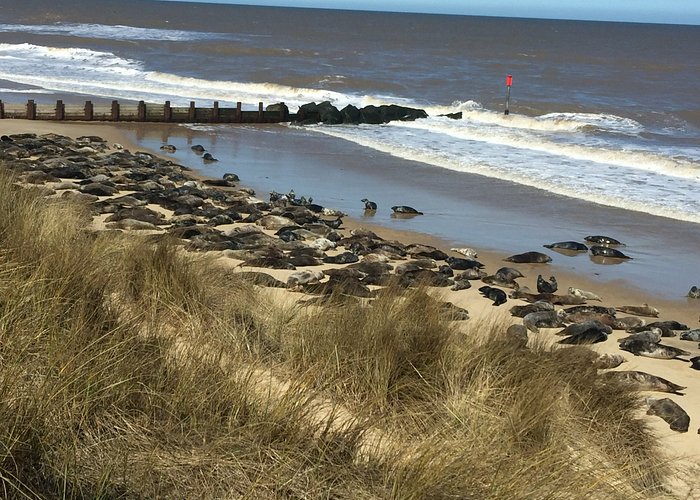 can you take dogs to horsey beach