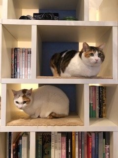 Cute angry cat haha - didn't move from top shelf - can't touch cats up  there – Foto de Cat Cafe Hapineko, Shibuya - Tripadvisor