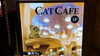 Cat Cafe Mocha, Osaka Shinsaibashi - All You Need to Know BEFORE You Go  (with Photos)