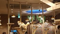 Cafe Mocha Shinsaibashi — The Neighbor's Cat