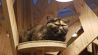 Cafe Mocha Shinsaibashi — The Neighbor's Cat