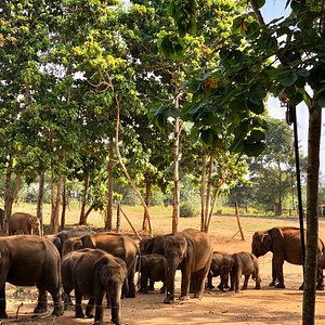 udawalawe national park safari timings