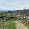 5 Wineries & Vineyards in Vogtsburg im Kaiserstuhl That You Shouldn't Miss