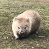 wombatinlondon