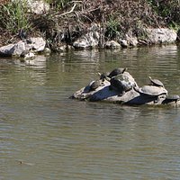 Turtles in the river