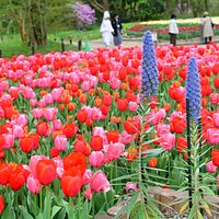 Beautiful tulips around the garden