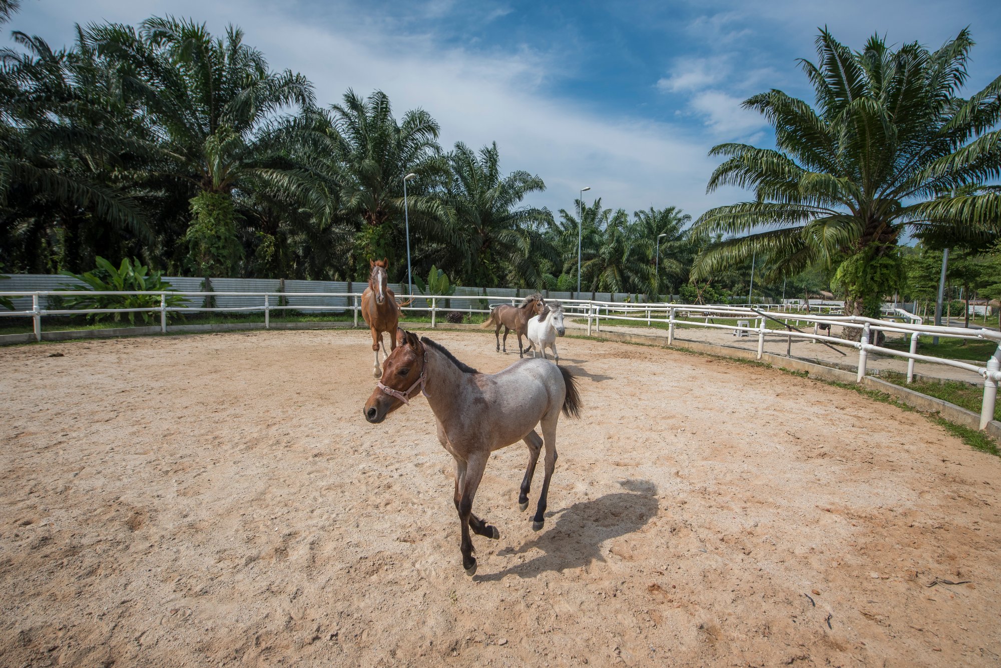 Hotel photo 21 of Sinar Eco Resort.