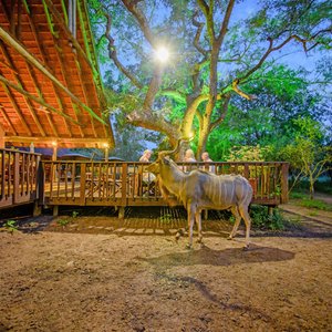 Kudu at the deck at night