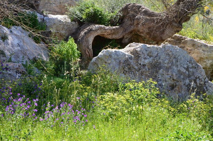 Imagen 7 de Necrópolis del Puig des Molins