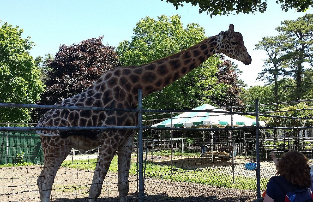 Long Island Game Farm - Wildlife Park & Children's Zoo | Manorville