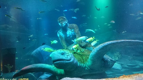 名古屋市で一番人気の動物園・水族館 - トリップアドバイザー