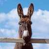 FerringCountryCentre
