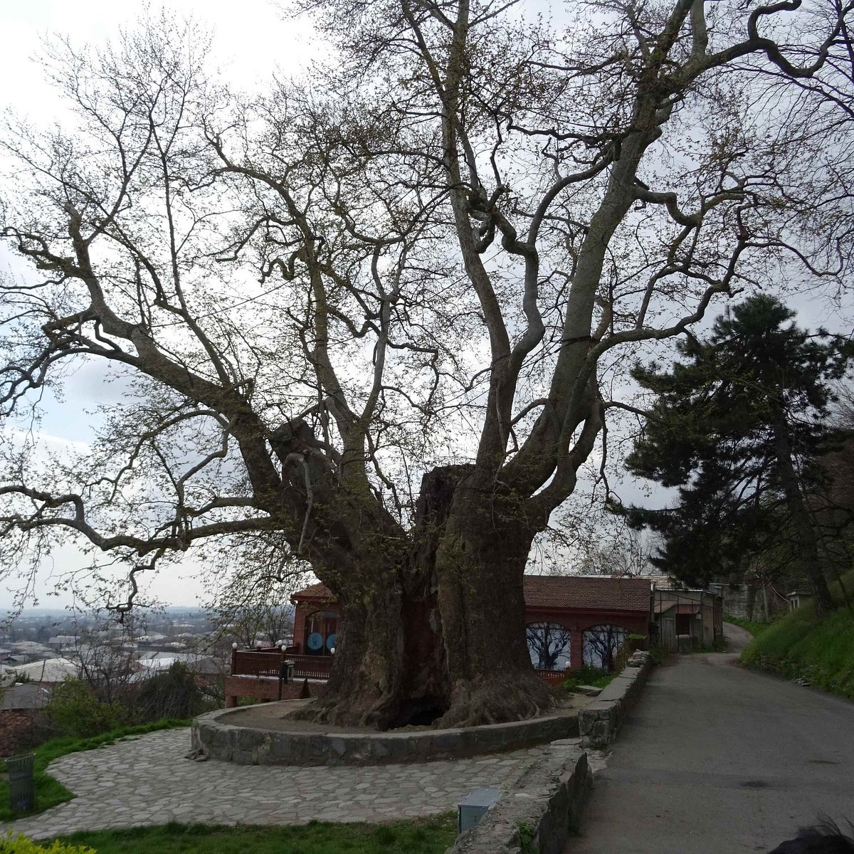 Giant Plane Tree, Телави: лучшие советы перед посещением - Tripadvisor