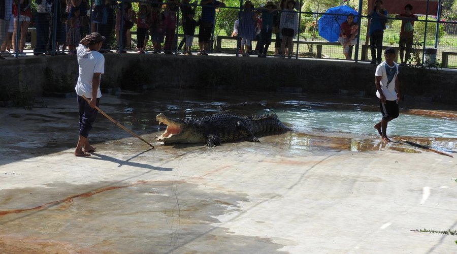 The crocodile "show"