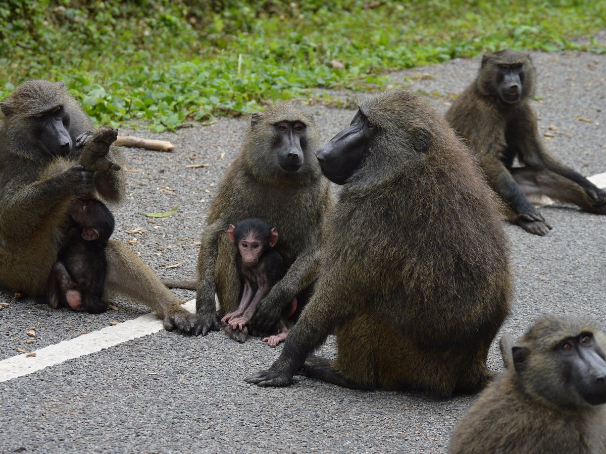 All About Encountering Baboons in Africa 