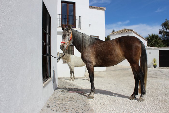 Imagen 3 de Molino de Saladilla / HorseridingSpain