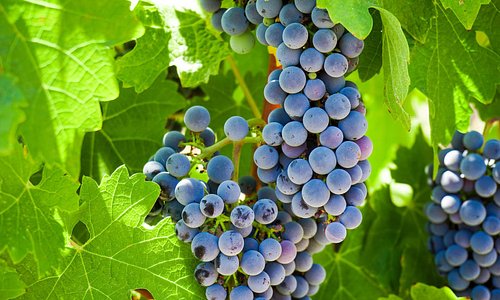 Temecula Valley Summer Grapes 