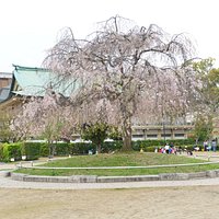 Okazaki Park (1)