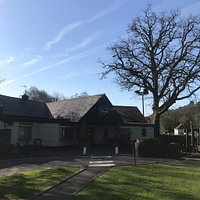Oak Tree