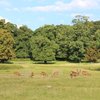 Things To Do in Richmond Park, Restaurants in Richmond Park