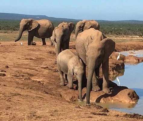 elephants at a watering hole