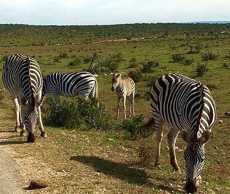 zebras on the side of the road