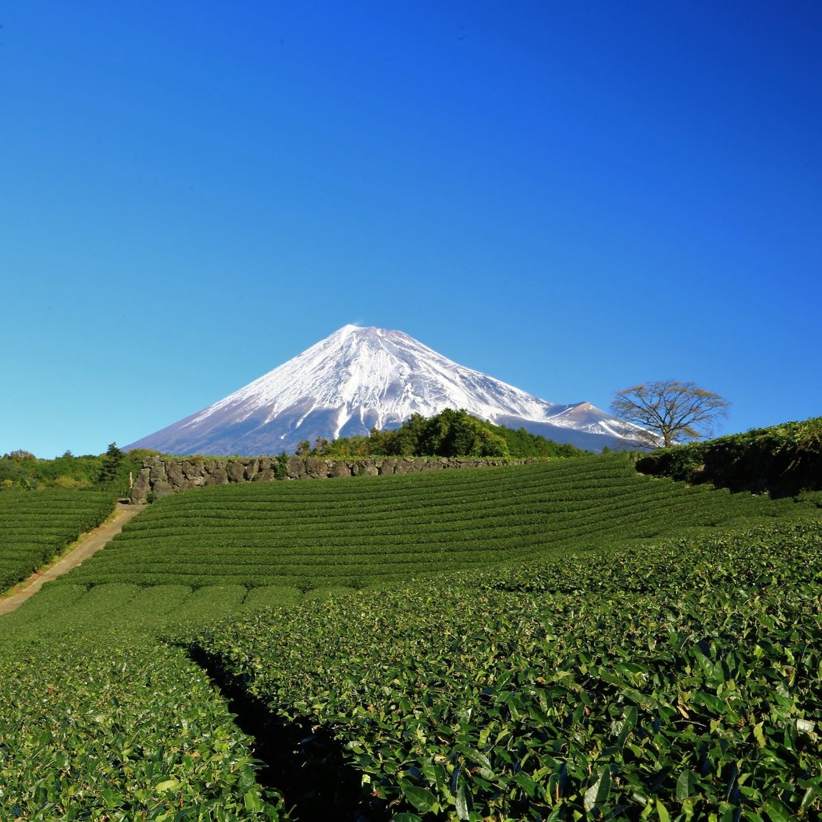 Imamiya Tea Plantation (Fuji) - All You Need to Know BEFORE You Go