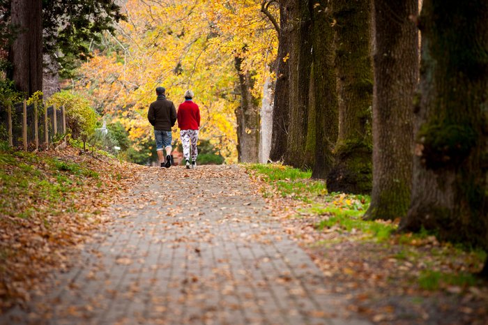 Tree-lined Streets of Stirling