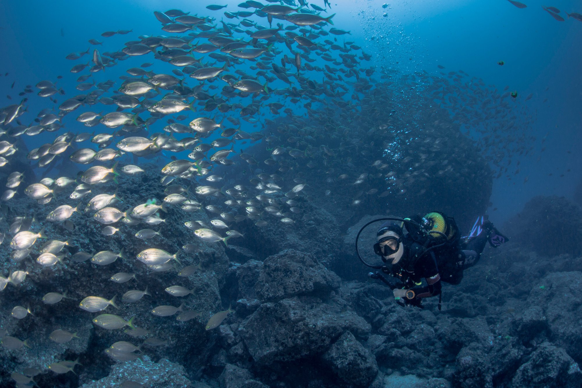 Madeira Diving Center - All You Need to Know BEFORE You Go (2024)