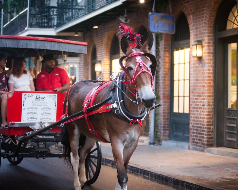 THE BEST New Orleans HorseDrawn Carriage Tours (with Prices)