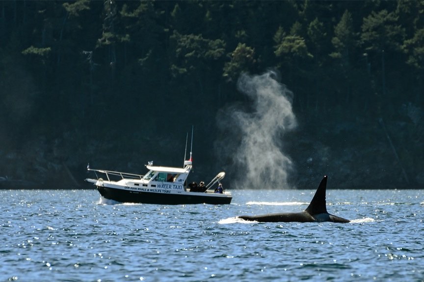 San Juan Island Whale & Wildlife Tours (Friday Harbor) - All You Need ...