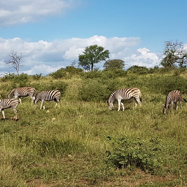 Kwena Crocodile Farm (2024) All You Need To Know Before You Go (with 