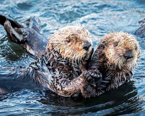 THE 15 BEST Things to Do in Morro Bay - 2023 (with Photos) - Tripadvisor