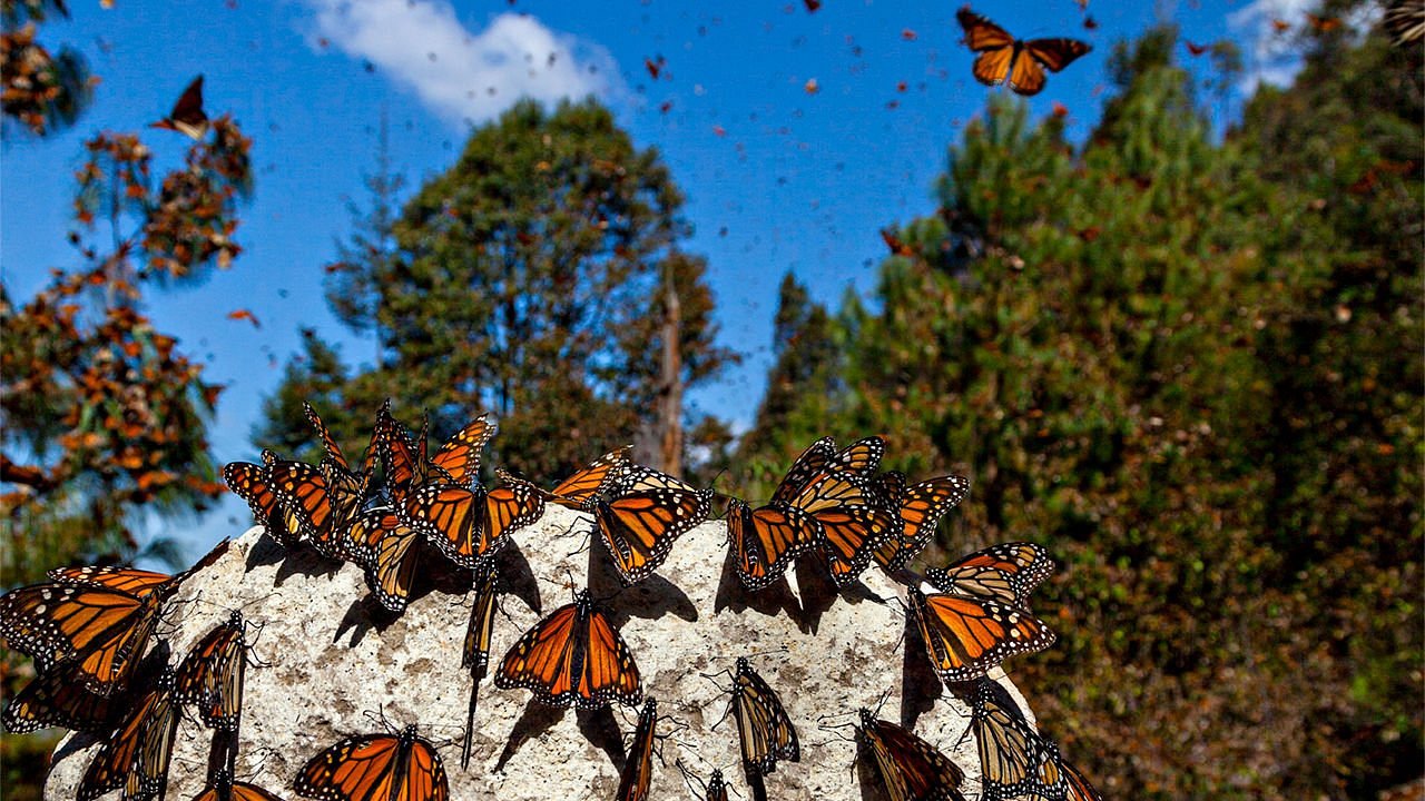 Riserva della Biosfera della Farfalla Monarca