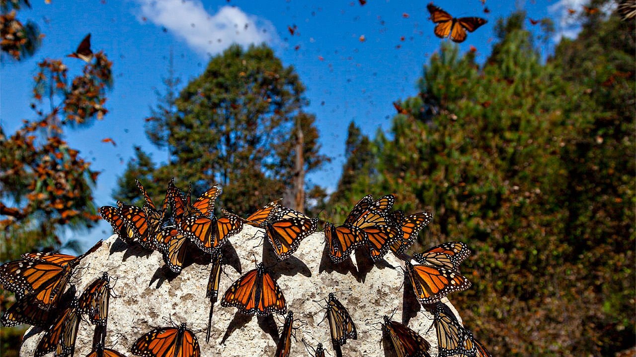 Ökotourismus in Mexiko (Entdecke 10 verborgene Juwelen!) 14 Monarch Butterfly Biosphere Reserve