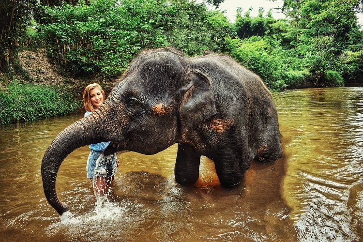 Kuala Gandah Elephant Sanctuary image