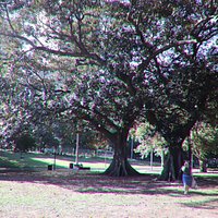 Huge trees!