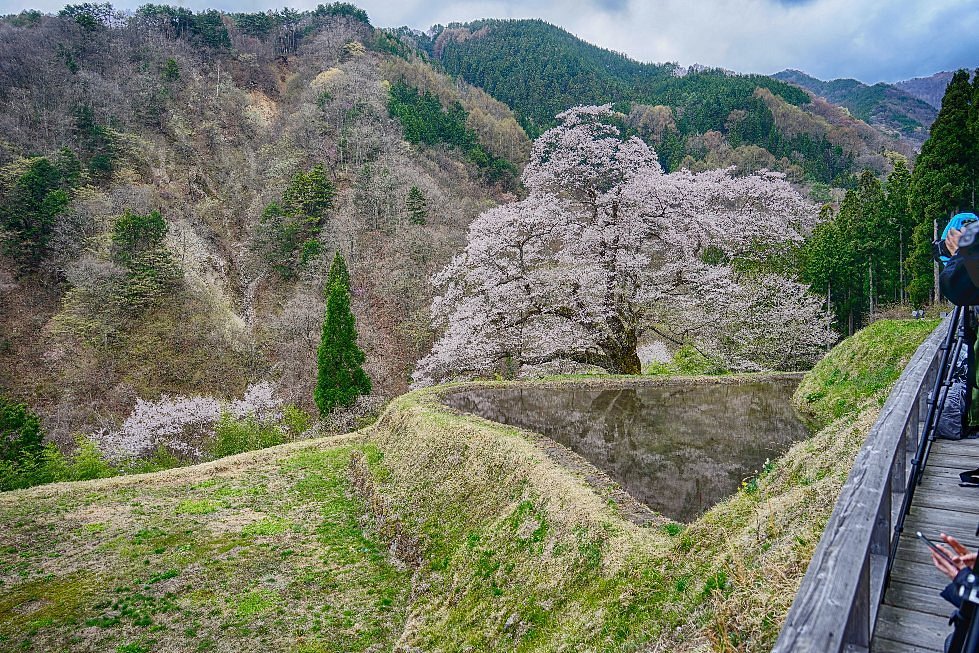 21年 駒つなぎの桜 行く前に 見どころをチェック トリップアドバイザー