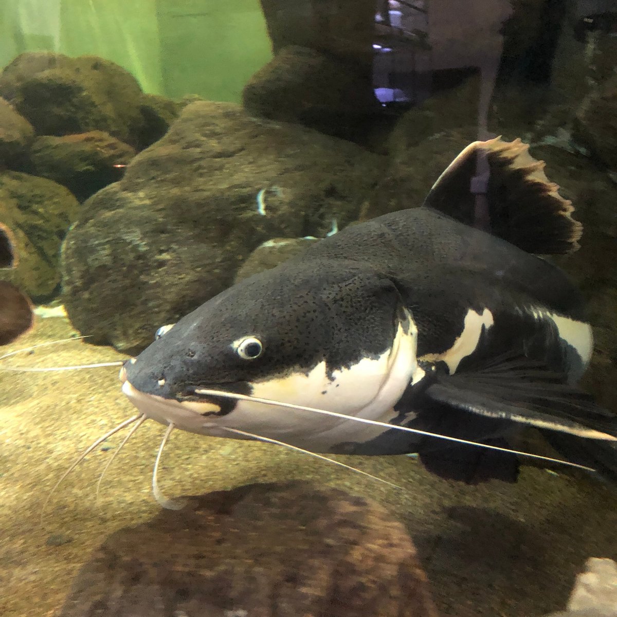 21年 かすみがうら市水族館 行く前に 見どころをチェック トリップアドバイザー