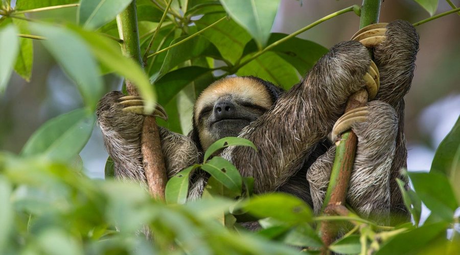 Sloth photographed by Suzi and Becky.