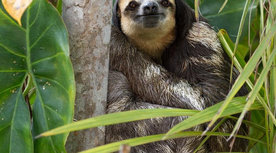 Photos of Sloth taken by Becky and Suzi