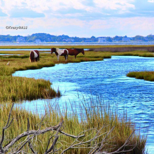 ASSATEAGUE TOURS (Isla De Chincoteague) - 2022 Qué Saber Antes De Ir ...