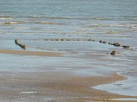 The Amsterdam Shipwreck (Hastings) - All You Need to Know BEFORE You Go