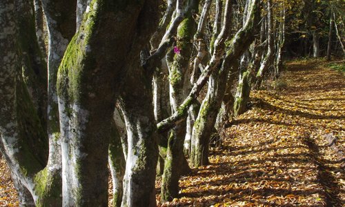Königsfeld Tourismus in Königsfeld Tripadvisor