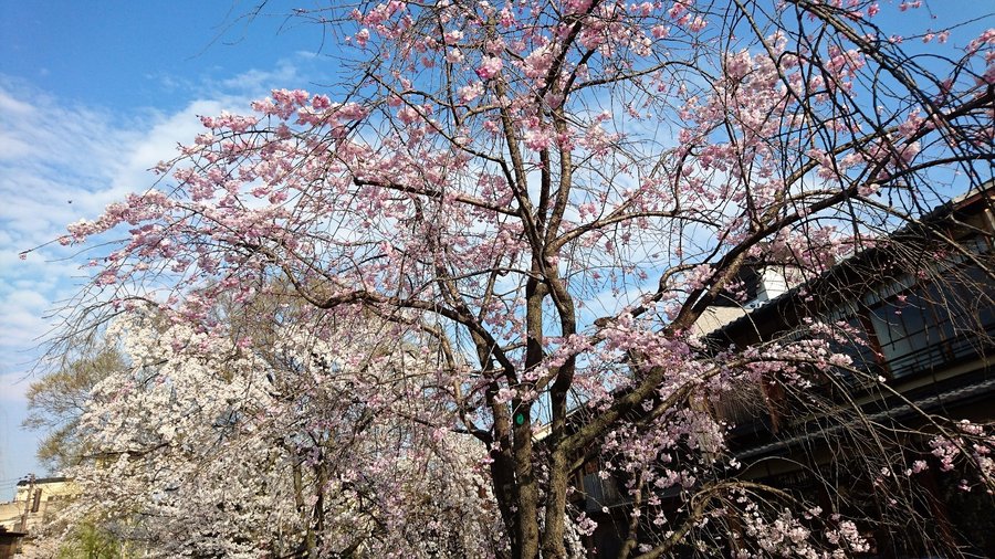 祇園新橋通景觀