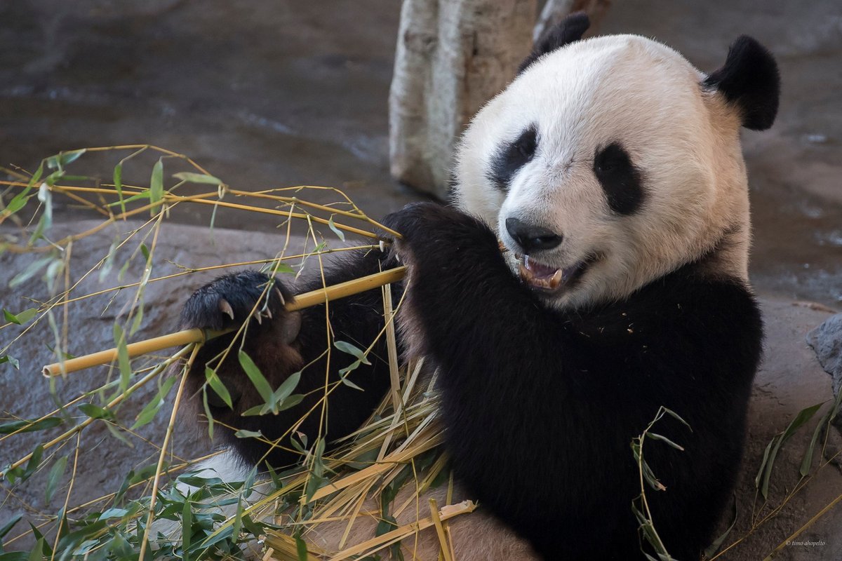 Ahtari Zoo, Эхтяри: лучшие советы перед посещением - Tripadvisor