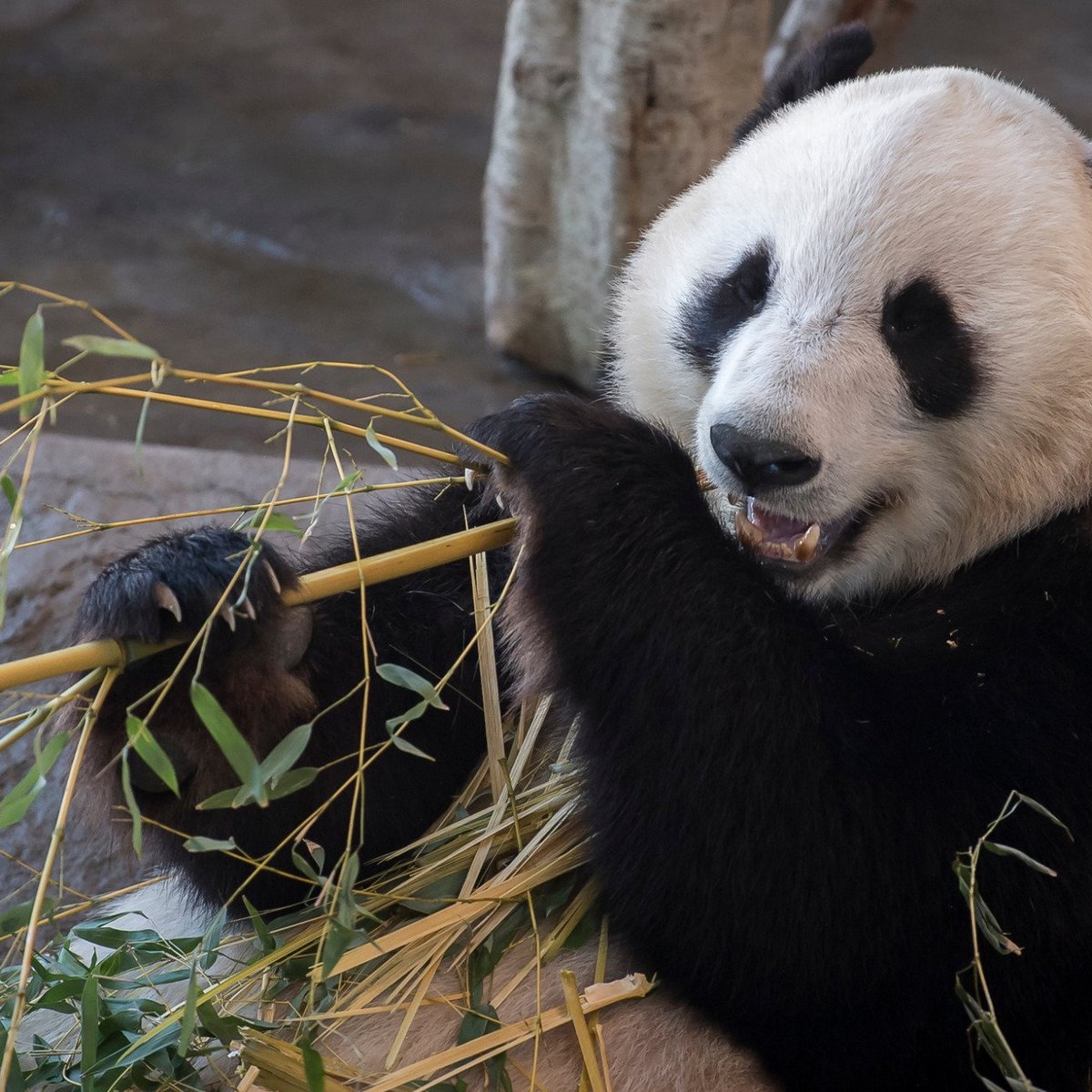 Ahtari Zoo, Эхтяри: лучшие советы перед посещением - Tripadvisor